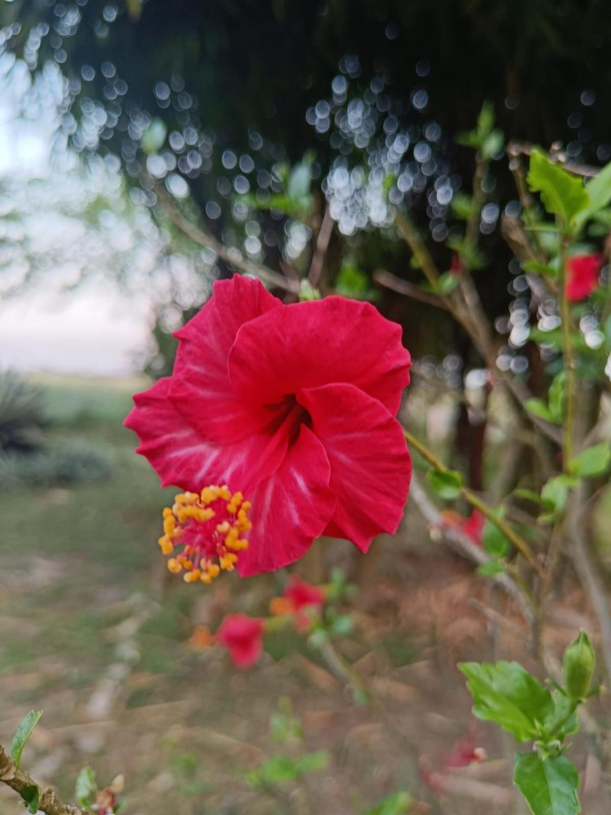 Vanasthali Jungle Resort Corbett By Royal Collection Rāmnagar Exterior foto